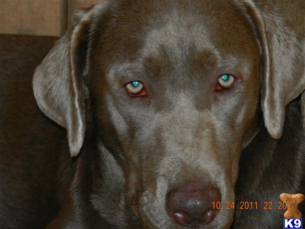 coryodstrcil@aol.com Picture 2